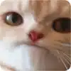 Maly__Kotek